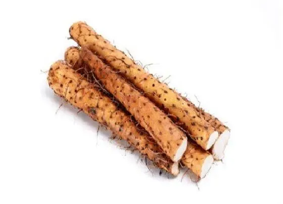 果实成熟|铁棍山药几月份成熟上市