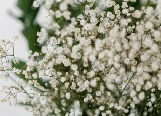 植物寓意|白满天星的花语是什么意思 白色满天星花语与寓意