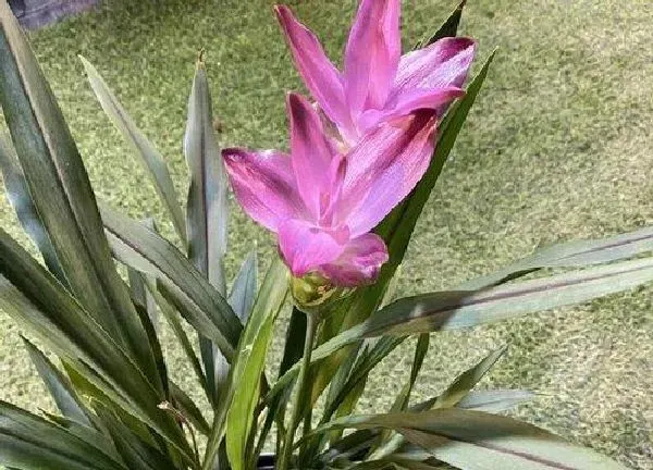 养殖科普|姜荷花喜阴还是喜阳