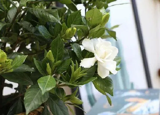 植物繁殖|栀子花怎么繁殖方法和注意事项