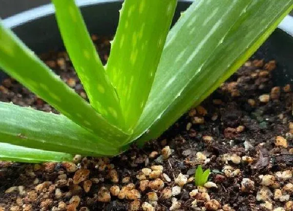 植物换土|芦荟怎么换土