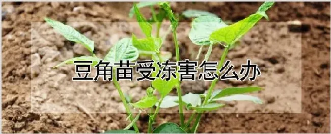 豆角苗受冻害怎么办 | 种植资料