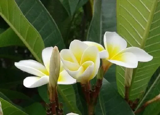 开花时间|鸡蛋花一年开几次花 花期是多长时间
