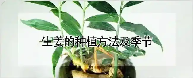 生姜的种植方法及季节 | 耕种资料