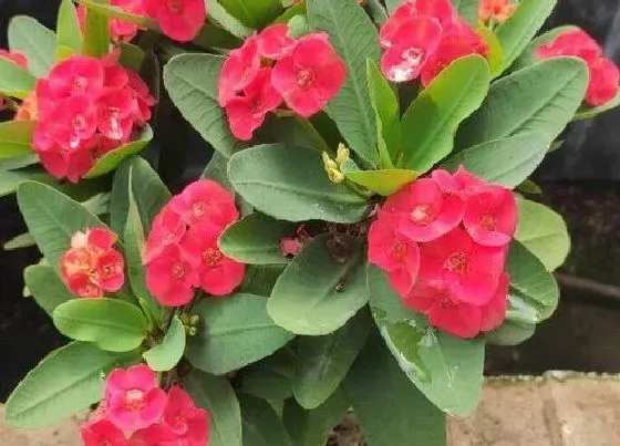 风水百科|家里养麒麟花吉利吗 家中养麒麟花的寓意及象征