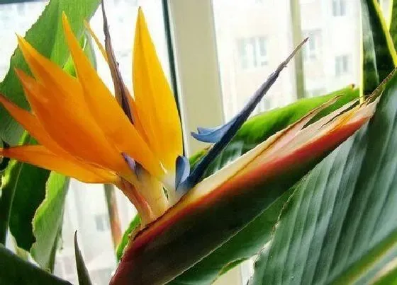 花期|仙鹤来花期是什么时候