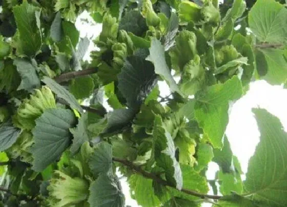植物排行|榛子哪个品种好