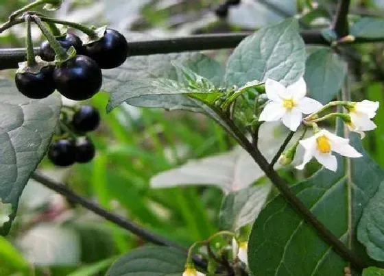 植物种类|龙葵是双子叶植物吗