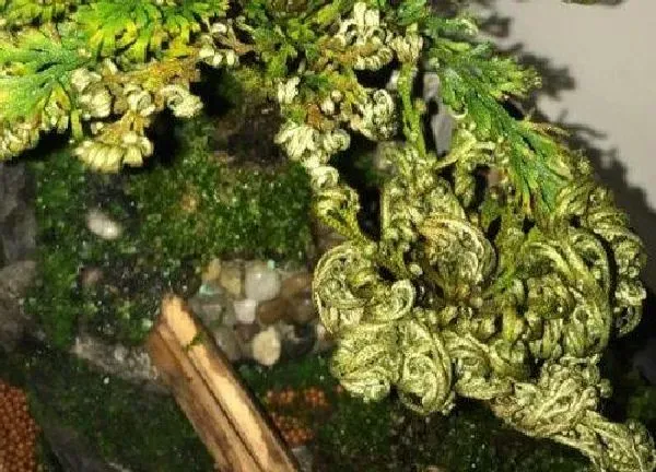 植物浇水|卷柏多久浇一次水