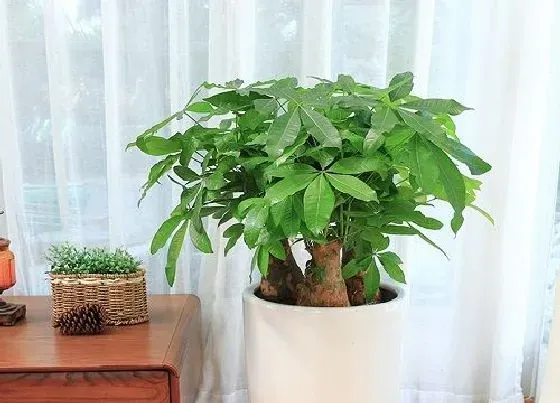 植物施肥|发财树施什么肥最好