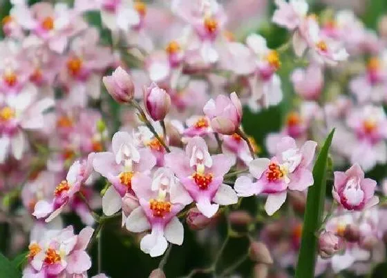 开花时间|文殊兰什么时候开花 花期多长时间