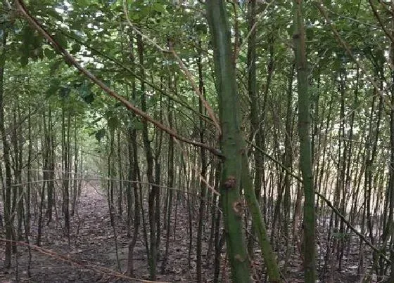 植物百科|香樟树能活多少年 寿命能存活多少年