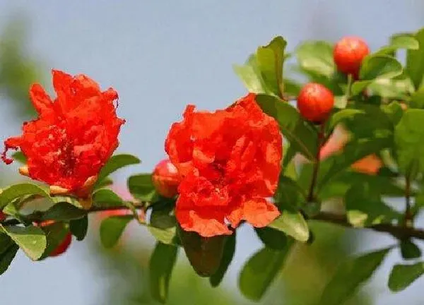 植物浇水|石榴花需要每天浇水吗