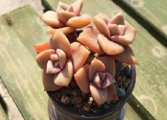 植物繁殖|多肉怎么繁殖方法和注意事项