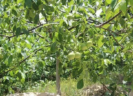 植物施肥|核桃底肥放什么肥好，底肥施用方法）
