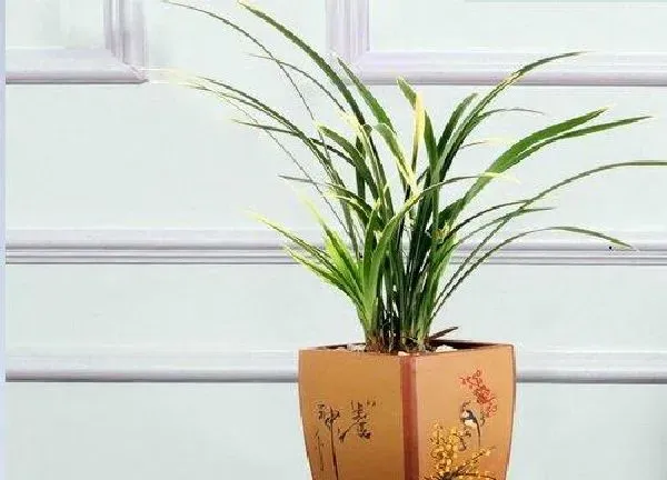 植物浇水|建兰冬天怎么浇水