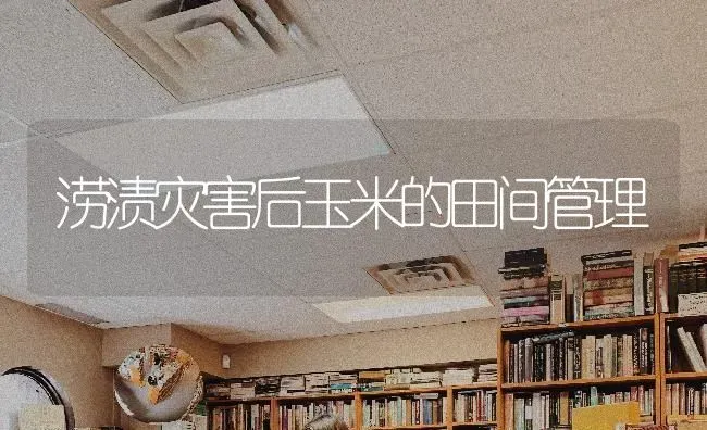 涝渍灾害后玉米的田间管理 | 粮油作物种植
