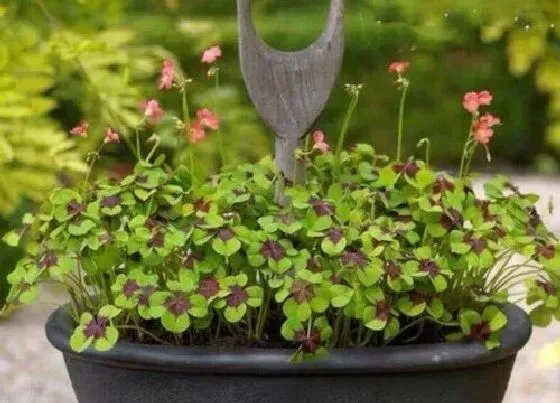 植物寓意|四叶草象征着什么意义 代表什么寓意
