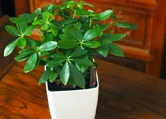 冬天植物|鸭脚木冬天会冻死吗