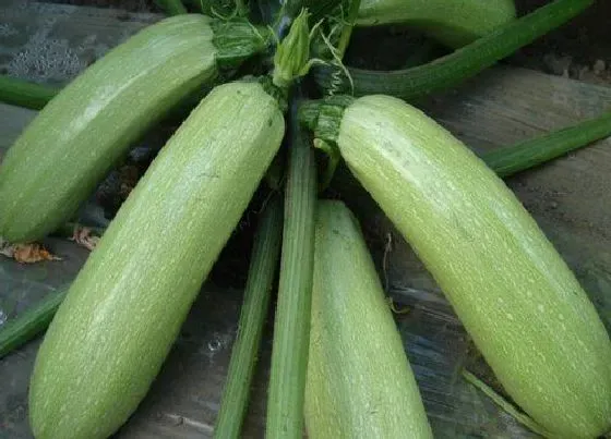 果实成熟|葫芦多久成熟 从坐果到成熟要多少天