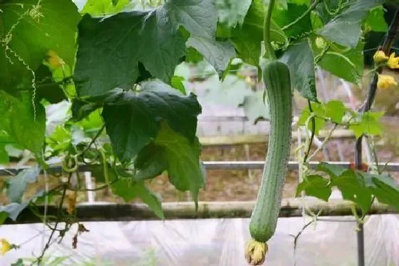 植物虫害|丝瓜钻心虫防治方法 打什么药好