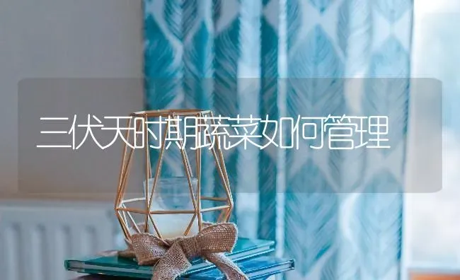 三伏天时期蔬菜如何管理 | 蔬菜种植