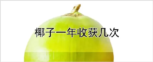 椰子一年收获几次 | 种植资料