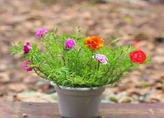 植物种类|庭院花卉种植品种 院子里种什么花卉植物好