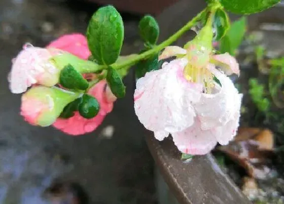 开花时间|海棠树什么时候开花 花期多长时间