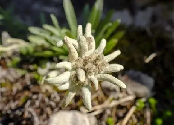 花卉百科|奥地利的国花是什么花