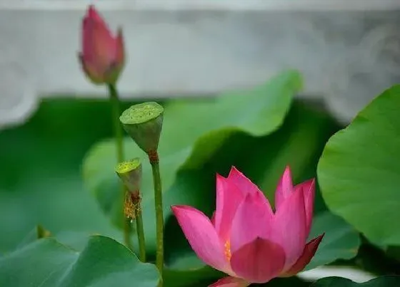 植物百科|荷花有几种颜色 分别是哪种颜色