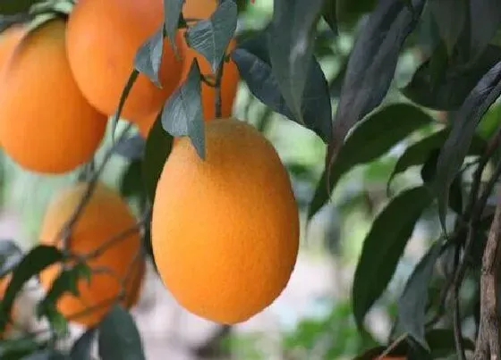 植物播种|橙子什么时候播种合适