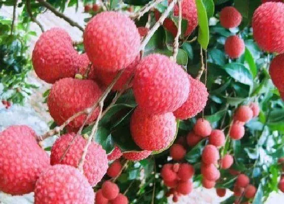 水果科普|深圳水果特产有哪些 盛产什么水果好吃