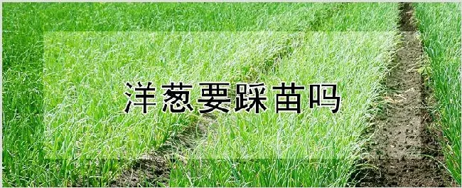 洋葱要踩苗吗 | 种植技术