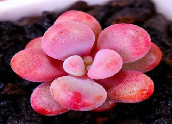 室内摆放|多肉植物能在室内养吗