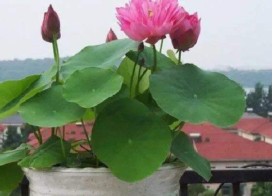 种植方法|碗莲怎么种 种植时间与方法步骤
