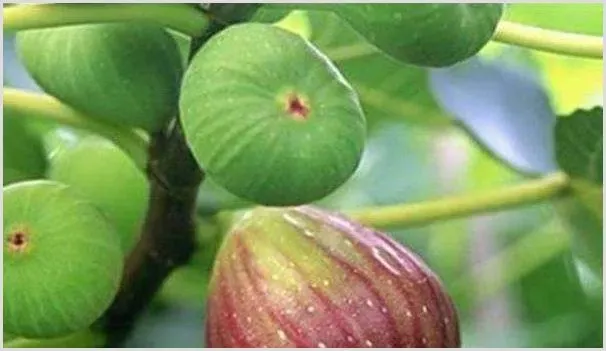 盆栽无花果的养殖方法和注意事项 | 农业技术