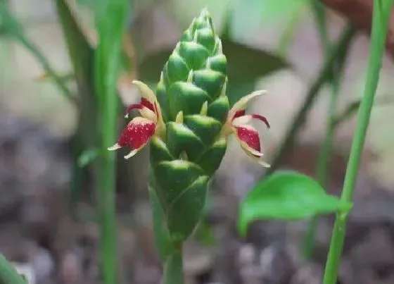 食用须知|姜花能吃吗