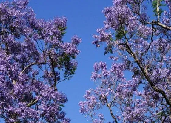 开花时间|蓝花楹多久开花一次