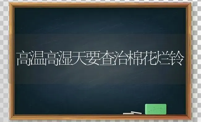 高温高湿天要查治棉花烂铃 | 粮油作物种植