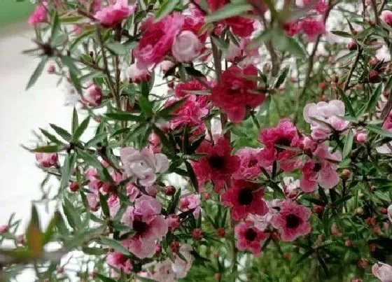 植物种类|松红梅是多年生植物吗