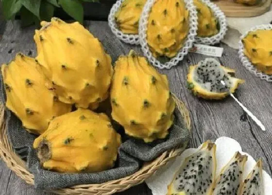 生长环境|燕窝果适合什么地方种植 种植技术与方法