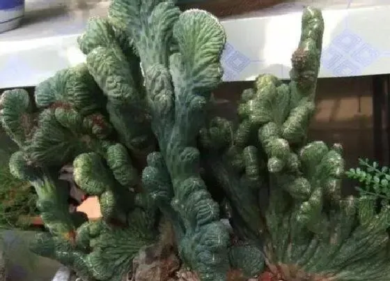 植物种类|山影拳是裸子植物吗