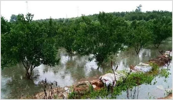 果园暴雨前后管理方法技术 | 农业技术