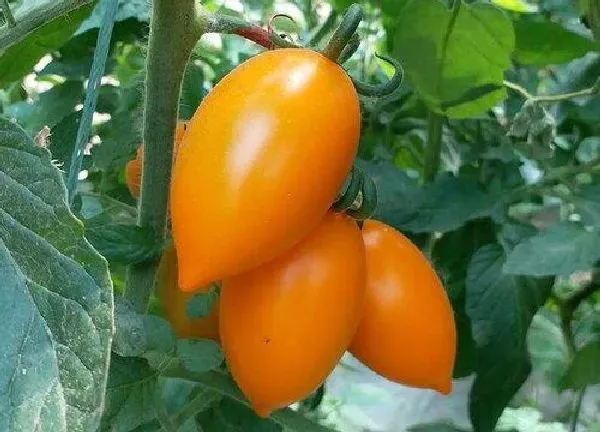 植物浇水|西红柿几天浇一次水最好
