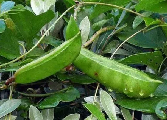 植物播种|大刀豆什么时候播种最好