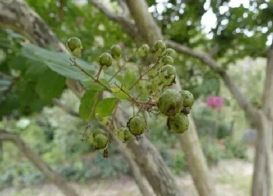 果实科普|紫薇果实类型