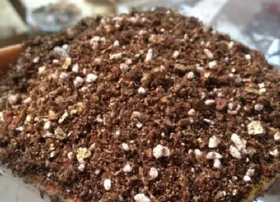 种植土壤|田园土加颗粒可以种多肉吗