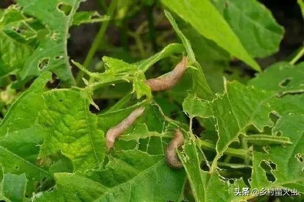 植物虫害|菜叶上鼻涕虫蜗牛用什么方法杀死（怎么防治能彻底消灭）