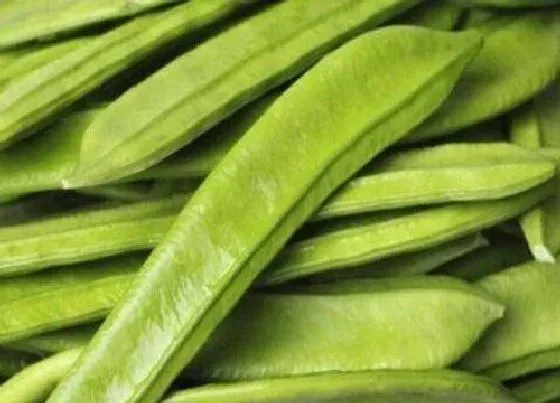 植物播种|大刀豆什么时候播种最好